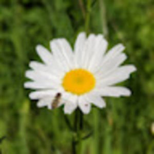 Meet your Posher, Amir